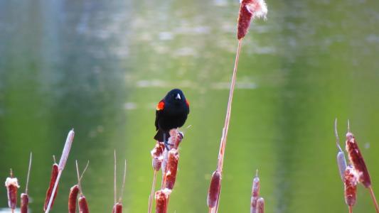 红翅黑鸟, 自然, 沼泽, 湿地, 春天, 不列颠哥伦比亚省, 脾气暴躁