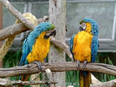 对话, 鸟类, 聊天, 社会, 鸟, 金黄色、 蓝色金刚鹦鹉, 鹦鹉