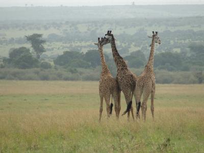 长颈鹿, 东非, 动物世界