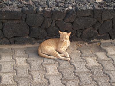 动物, 猫, 兰萨罗特岛
