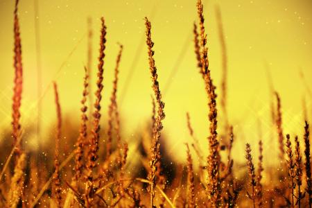 叶片的草, 稻草, 耳朵, 风, 闪光, 黄色, 太阳