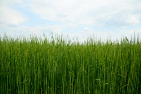 大麦, 玉米, 自然, 字段, 粮食, 草, 栽培的