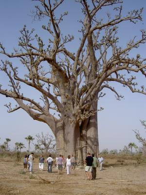 自然, 猴面包树, 塞内加尔, 集团, 旅游, 大, 沙漠