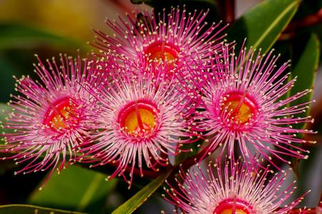 桉树花, 花, 开花, 澳大利亚, 红色, 粉色, 树
