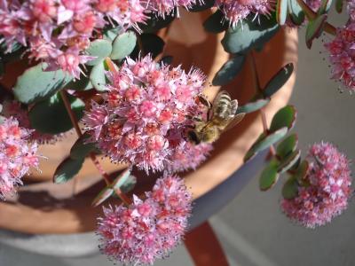 蜜蜂, 植物, 自然, 花, 粉色, 昆虫