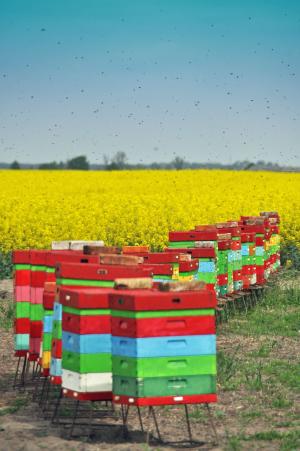 乌勒, 蜜蜂, 夏季, 养蜂, 木蜂窝