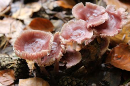 蘑菇, 粉色, 森林蘑菇, 森林