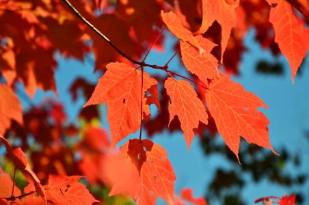 秋天, 叶子, 红叶, 枫树, 落叶的秋天, 秋天的落叶, 分支机构