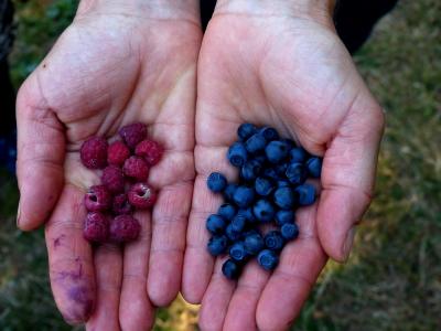 收集浆果, 蓝莓, 野生覆盆子, 森林