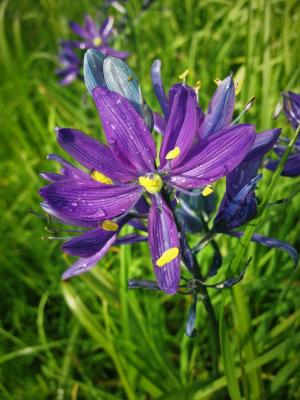 草寡妇, 缎花, 紫眼草, 不列颠哥伦比亚省, 维多利亚, 野花, 春天