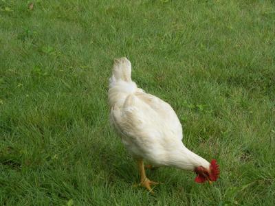 公鸡, 成熟的雄性鸡, 小公鸡, 白色, 绿色, 草, 喙