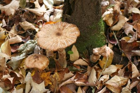蘑菇, 森林, 地板, 林地, 真菌, 青苔