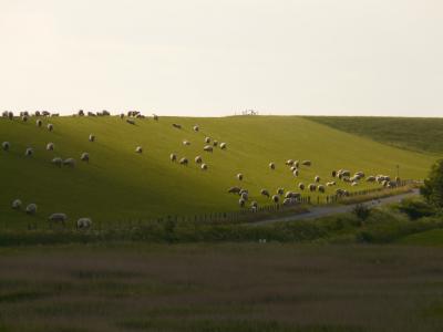 堤防, 北海, nordfriesland, 羊, 草, 牧场, 景观