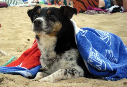 狗, 杰克罗素梗, 肖像, 幽默, 海滩, 夏季, 可爱