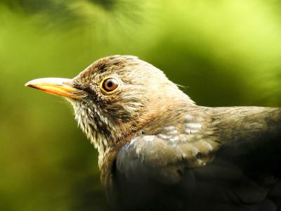 黑鹂, 鸟, 鸣禽, 花园里的鸟, 动物, 自然