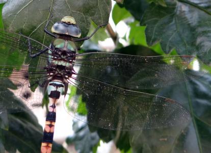 蜻蜓, 常见 clubtail, ictinogomphus rapax, 昆虫, 圣歌, 印度
