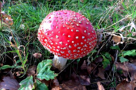 蘑菇, 有毒, 红色
