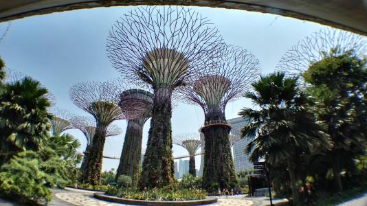 人工树, 新加坡, 植物园