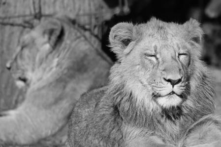 狮子, 狮子, 动物, 猫科动物, 捕食者, 哺乳动物, 在野外的动物