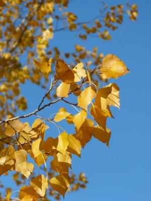杨树, 黄色的树叶, 树叶飘零, 秋天, 白杨, 叶, 树