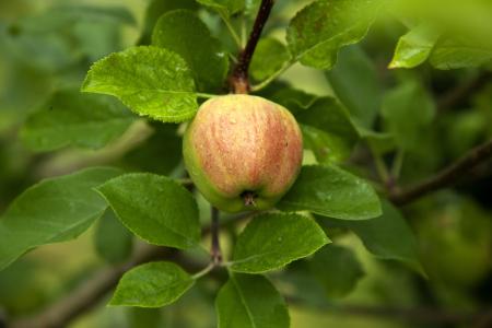 苹果, 木材, 树上苹果, 水果, 叶, 自然, 食品