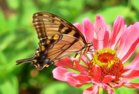 蝴蝶, 百日草, 燕尾, 粉色, 花, 自然, 动物群