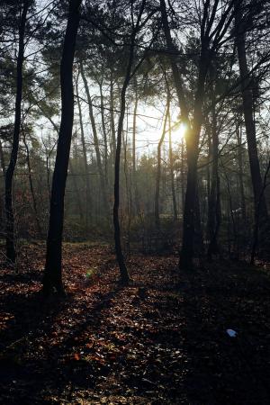 森林, 树木, 心情, 回光, 入射的光, 1 月, 自然