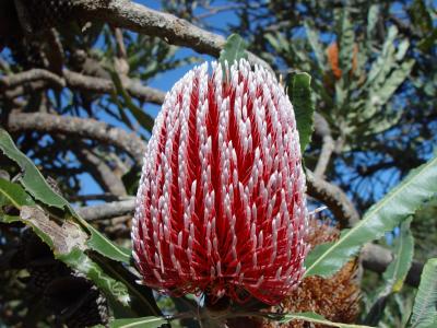 西木, 花, 澳大利亚, 特写, 红色, 白色