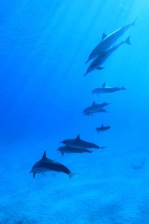 海豚, 水下, 水肺潜水, 鱼, 羊群, 夏威夷, 海