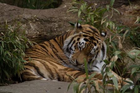 老虎, 困了, 动物园, 野猫, 放松