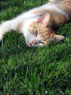 猫, tomcat, 草, 和平