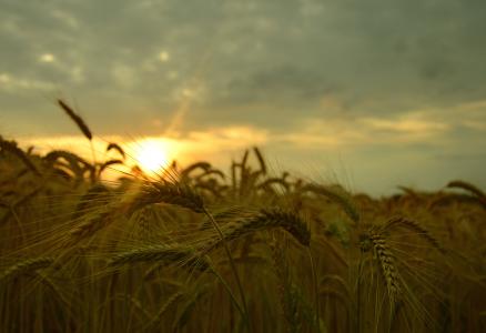 大麦, 太阳, 云彩