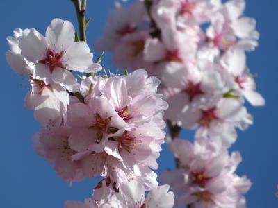 杏仁树开花, 绚丽的分支, 花, florir, 天空