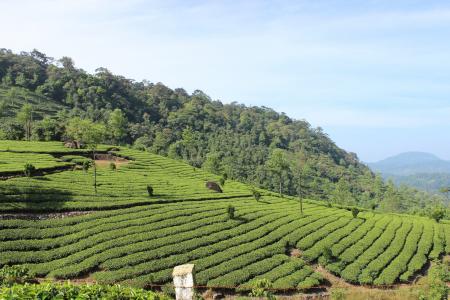 茶, 人工林, 慕, 喀拉拉邦, 旅游, 亚洲, 绿色