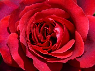 罗莎, 红玫瑰, sant jordi, 详细, 粉红色的背景, 玫瑰-花, 花瓣