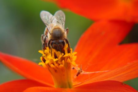 蜜蜂, 授粉, 花, 花, 昆虫, 花粉, 自然