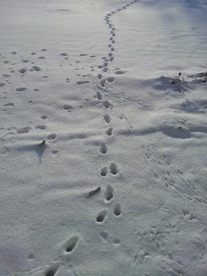 雪车道, 雪中的足迹, 冬天, 脚印, 动物足迹, 足迹, 雪