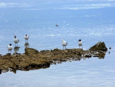 亚德里亚海, 岩石海岸, 岩石, 自然, 蓝色, 海鸥, 鸟类