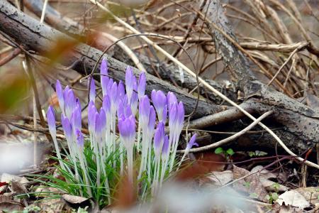 春天, 早就崭露头角, 番红花, 紫色, 花, 森林, 春天的预兆