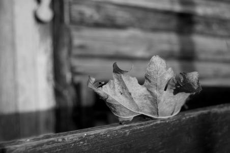 叶, 秋天, 死, 孤独, 枯萎, 木材, 小屋