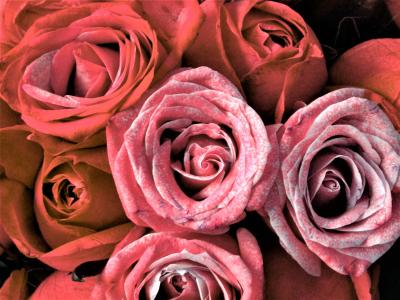 玫瑰, 束鲜花, 瞬变, 花, 祝贺, 浪漫
