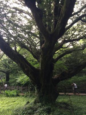 签证树, 木材, 济州