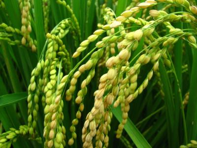植物, 大米, 大米和玉米, 阵容集合, 绿色的颜色, 增长, 特写