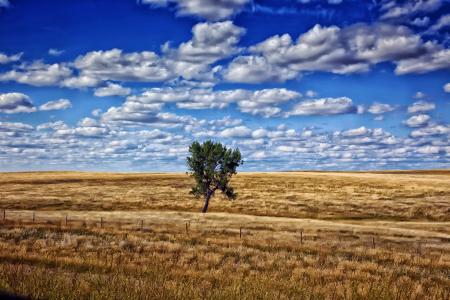 南达科他州, 树, 天空, 云彩, 字段, 自然, 外面