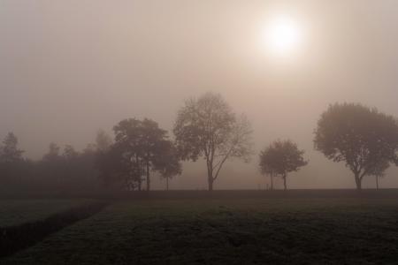 11月天, 感冒, 有雾, 秋天, 白霜, 树木, 分支机构
