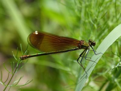calopteryx haemorrhoidalis, 蜻蜓, 翅膀, 详细, 美, 黑蜻蜓, 彩虹