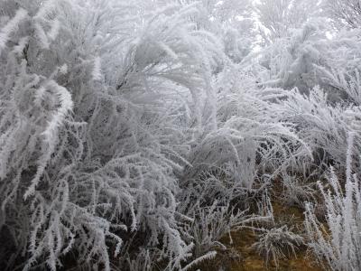 感冒, 弗罗斯特, 果冻, 树, 冬天, 凝胶, 冬季景观