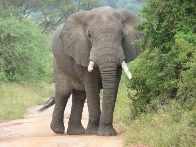 大象, 非洲, 养护, 濒临灭绝, 野生动物, 野生动物园, 非洲大象
