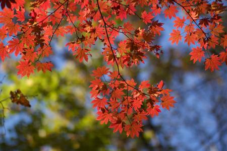 枫树, 秋天, 红叶, 树, 分公司, 自然