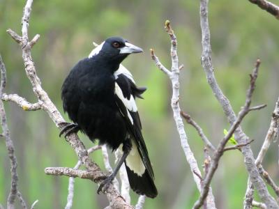 澳大利亚喜鹊, 南澳大利亚, 喜鹊, 冬天, 黑色和白色, 鸟, 乌鸦